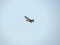 Milvus migrans