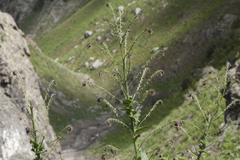 Solenanthus circinnatus