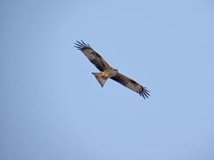 Milvus migrans