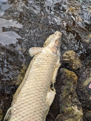 Arapaima gigas