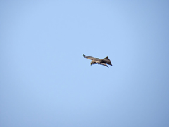 Milvus migrans