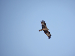 Milvus migrans