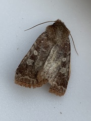 Cerastis tenebrifera