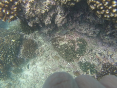 Neoniphon suborbitalis