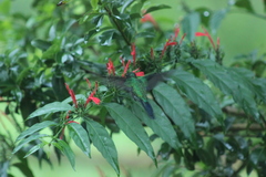 Thalurania glaucopis
