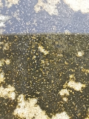 Hydropunctaria amphibia