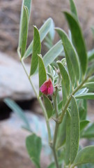 Tephrosia apollinea