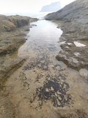 Hydropunctaria amphibia