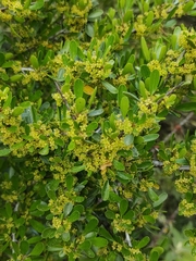 Rhamnus lycioides
