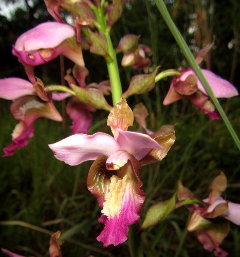 Purple Vlei Harlequin