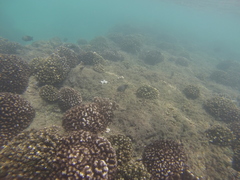 Stegastes acapulcoensis