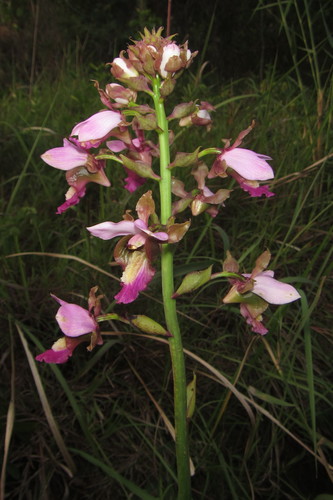 Purple Vlei Harlequin