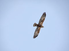 Circus aeruginosus