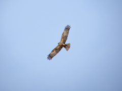 Circus aeruginosus