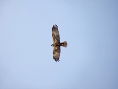 Circus aeruginosus