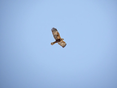 Circus aeruginosus