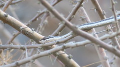 Psammophis schokari