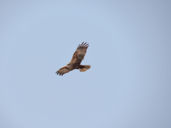 Circus aeruginosus