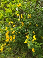 Cytisus arboreus