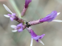 Astragalus muelleri