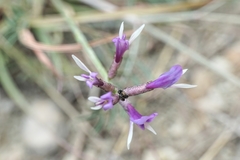 Astragalus muelleri