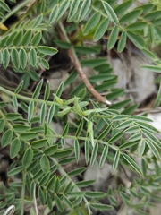 Bremiola onobrychidis