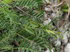 Bremiola onobrychidis