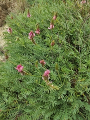 Onobrychis humilis matritensis