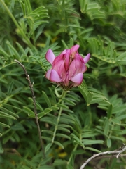 Onobrychis humilis matritensis