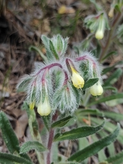 Onosma tricerosperma