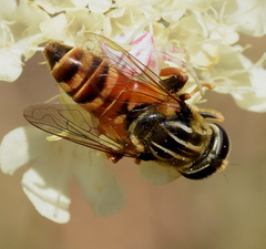 Merodon avidus