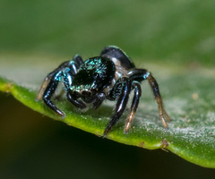 Thiania bhamoensis