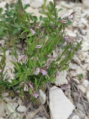 Polygala rupestris