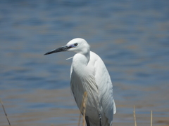 Egretta garzetta
