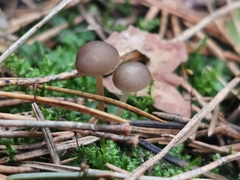 Strobilurus esculentus