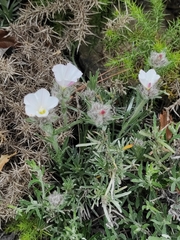 Convolvulus lanuginosus