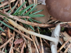 Strobilurus esculentus