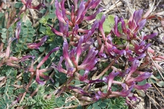 Astragalus muelleri