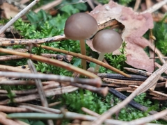 Strobilurus esculentus