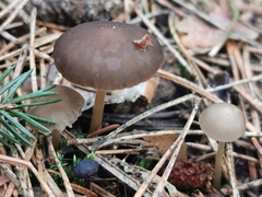 Strobilurus esculentus