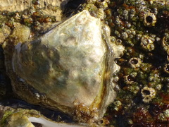 Striostrea margaritacea