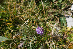 Scabiosa lucida lucida