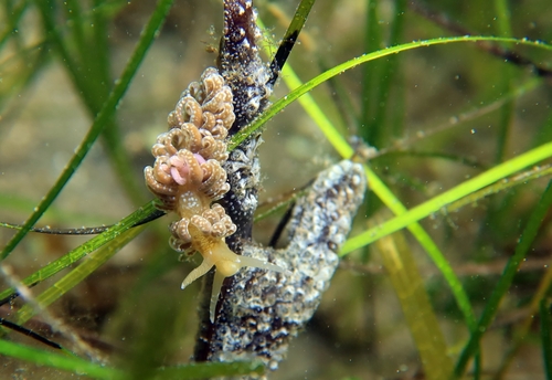 Spurilla neapolitana