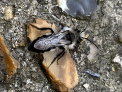 Andrena cineraria