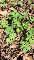 Stylophorum diphyllum