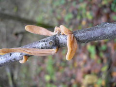 Macrotyphula contorta