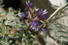 Astragalus muelleri