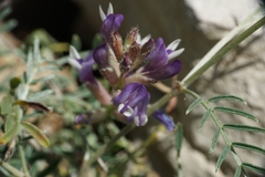 Astragalus muelleri