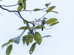 Hemipus hirundinaceus