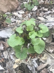 Alliaria petiolata